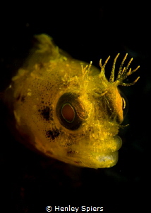 Halloween Roughhead Blenny by Henley Spiers 